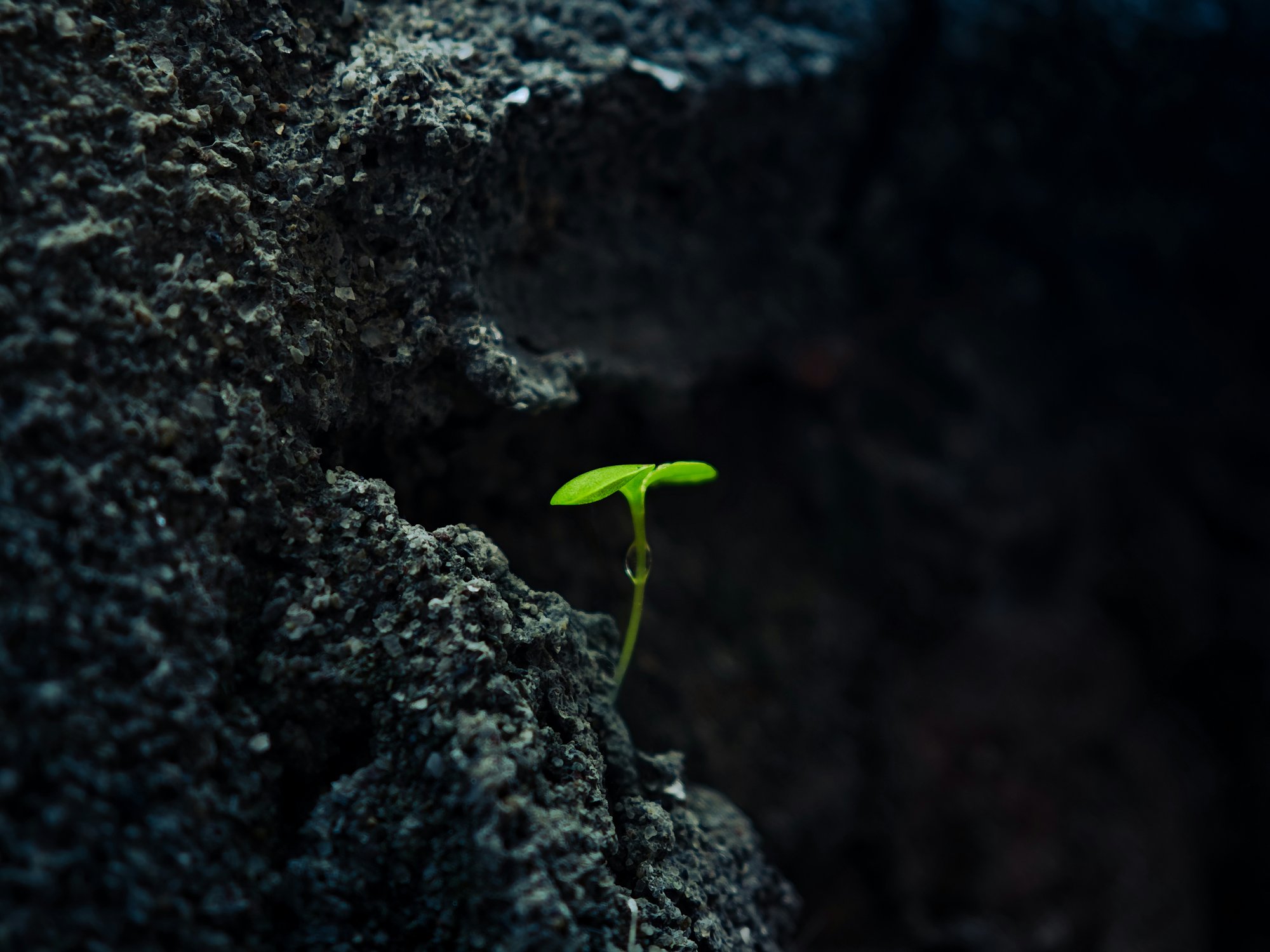 nauman-a-IQpH--fhaRY-unsplash